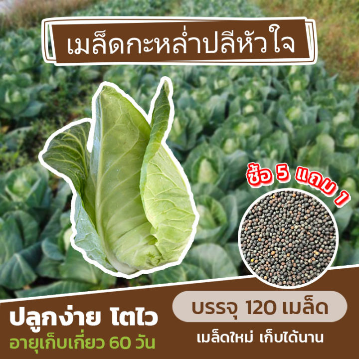 เมล็ดพันธุ์กะหล่ำปลีหัวใจ แบ่งขาย 120 เมล็ด โปรโมชั่น ซื้อ 5 แถม 1
