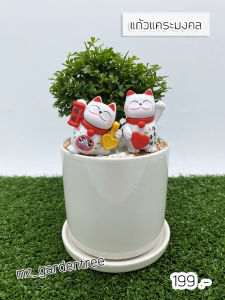 ต้นไม้จริง 🎍🎍 บอนไซแก้วแคระมงคล..แมวคู่ 🎍🎍 **ต้นไม้คัดฟอร์มสวยทุกต้น