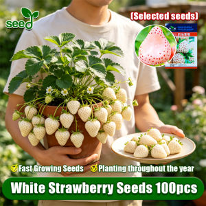 [Selected Seeds 100pcs] Fresh Super Sweet White Strawberry Seeds for Planting High Yield Cream White Strawberry Seedlings Balcony Potted White Alpine Strawberry Seeds White Butter Strawberry Live Plant Bonsai Fruit Seeds Dwarf Fruit Plants Indoor Plants