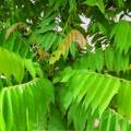Daun Belimbing Wuluh Herbal Segar (1000 Gram). 