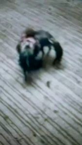 ไข่ไก่ชนก๋อยกัด 100% ร้านจัดส่งไว เจ้าพารวย สายปราณบุรี