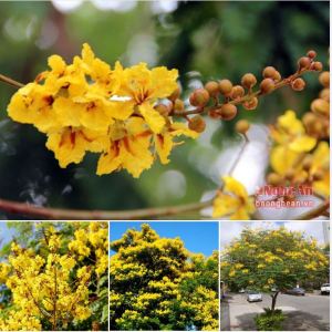 Hạt Giống Hoa Muồng Kim Phượng (Phượng Vàng ) - 10 hạt