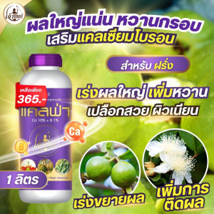 ปุ๋ยบำรุงฝรั่ง แคลเซียมโบรอน (แคลฟ่า 1 ลิตร) เร่งผลใหญ่ เพิ่มความกรอบ หวานขึ้น เปลือกสวย ผิวเนียน ขั้วแข็งแรง ร่วงยาก