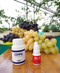 PEMBESAR BUAH ANGGUR CPPU & MR.G HORMON PEMBESAR BUAH