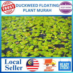 Duckweed floating plant 50G