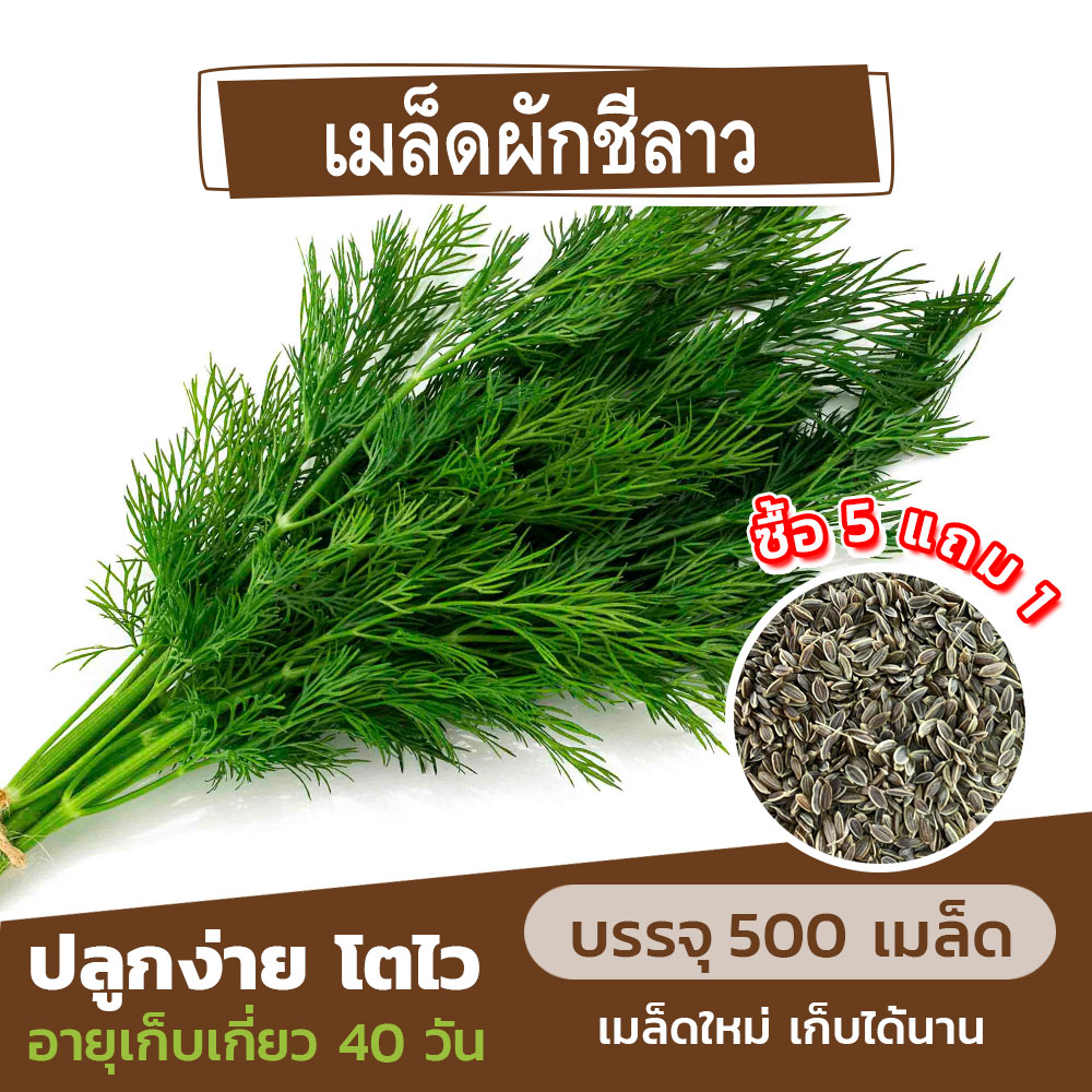 เมล็ดพันธุ์ ผักชีลาว🌿 แบ่งขาย 500 เมล็ด (ซื้อ 5 แถม 1)