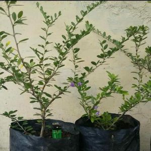BAHAN BONSAI saeng simbur vietnam/ desmodium sp