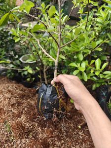 Cây Sơ Ri siêu trái Thái giống chiết cành rễ mạnh - Sơ Ri siêu quả - Sơ Ri Thái - Sơ Ri Gò Công - Kim Đồng Nam