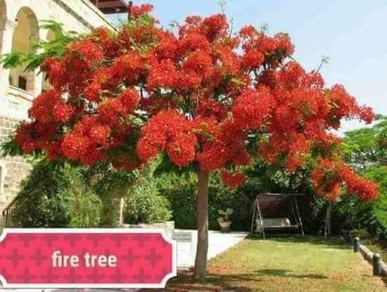 fire/flame tree | Lazada PH