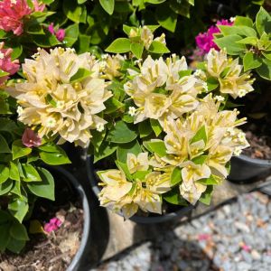 เฟื่องฟ้าสาวิตรี เฟื่องฟ้าแคระ Bougainvillea Paper flower