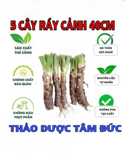 combo 5 củ ráy voi cao trên 40cm