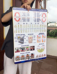 Tranh giải phẫu răng tranh răng miệng tranh phòng khám nha Tranh Nha Khoa giải phẫu răng & các bệnh lí thường gặp tráng gương treo tường NKQC30