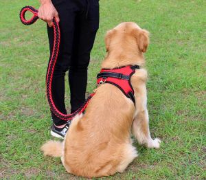 เป็นได้ครบชุดขายแยกสายจูงสุนัขพร้อมสายรัดอก สายจูงสุนัขพันธุ์ใหญ่ - พันธุ์เล็ก มีราคาล่าสุด 10,000 ต่อ กรุณาเลือกจากหลายไซส์ มีฟองน้ำรับแรงดึง สุนัขไม่เจ็บ