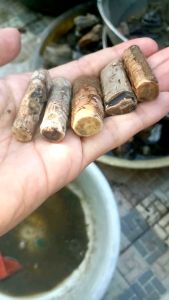 Bahan sempur bule banten 5 pcs alami