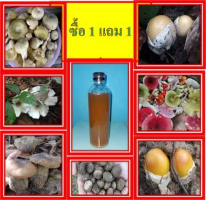เชื้อเห็ดป่ารวม ซื้อ 1 ขวด แถม 1 ขวดฟรี