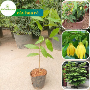 Hoa Rẻ rừng giống hoa vàng hương thơm mát dịucây cao từ 30-45 cm.cây phù hợp trồng sân vườn