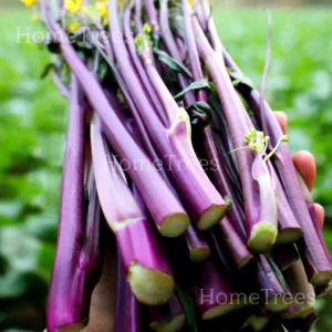 เมล็ดพันธุ์กวางตุ้งใต้หวันก้านม่วง บรรจุ200เมล็ด แปลกใหม่ น่าปลูก