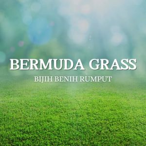 Serbajadi Bermuda Grass Seeds - The Ultimate Solution for a Rich and Vibrant Lawn