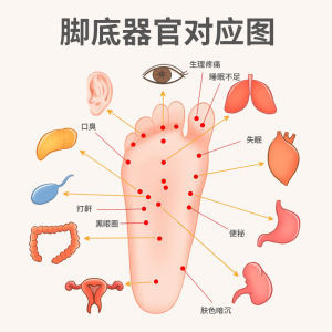 ที่นวดเท้า ลูกกลิ้งนวดเท้า แบบกดจุด เครื่องนวดเท้า แก้อาการปวดเท้า กายภาพบำบัด รองช้ำ อุปกรณ์นวดฝ่าเท้า