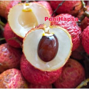 Bibit Leci Merah Jumbo Hasil Cangkok Cepat Berbuah
