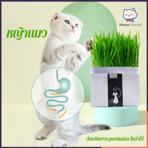 ปลูกกระถาง Catweed เลือกข้าวบาร์เลย์ที่มีคุณภาพสูงสามารถส่งเสริม peristalsis ของกระเพาะอาหารและลำไส้ของแมวปรับปรุงสุขอนามัยช่องปากช่วยในการขับถ่ายลูกบอลผมเสริมกรดคลอโรฟอร์มที่มีคุณค่าทางโภชนาการสูง