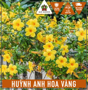 Cây Huỳnh Anh - Tổng thể tầm 30-40 cm - Hoa Vàng - Chịu nắng tốt!