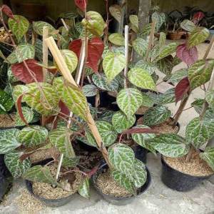 Paket 5 Batang Bibit Sirih Merah