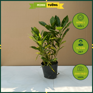 Cây Vàng Bạc Lá Lớn - Cây Đuôi Lươn Vàng Anh Đuôi Lươn