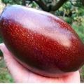 Bibit Alpukat Red Vietnam Import  Hasi Okulasi I pusat tanaman buah buahan pendek bisa berbuah dalam pot. 
