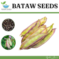 BATAW SEEDS/HABITSUWELAS SEEDS (10 PCS SEEDS) - FOR GARDEN/HYBRID/EASY TO GROW. 