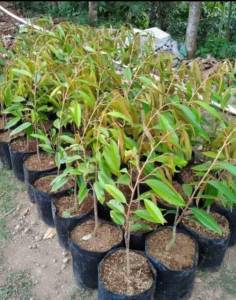 Bibit Durian Musang King Super