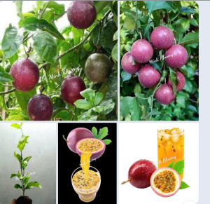 Châu Cây Chanh leo tím siêu trái cao 50-60cm-cho trái sau 2 tháng-Vườn Minh Khương