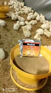 Vitamin RANOL (ramuan bahenol) ramuan khus broodingvitamin docvitamin ayam broilerjoperpejantan