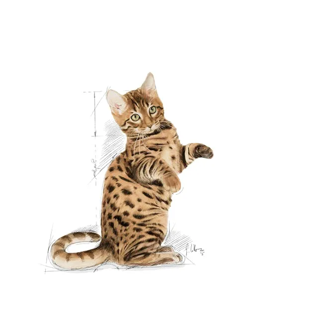 Royal%20Canin%20Sterilised%20%E0%B8%AD%E0%B8%B2%E0%B8%AB%E0%B8%B2%E0%B8%A3%E0%B9%81%E0%B8%A1%E0%B8%A7%E0%B9%81%E0%B8%9A%E0%B8%9A%E0%B9%80%E0%B8%9B%E0%B8%B5%E0%B8%A2%E0%B8%81%20(Jelly)%20%E0%B8%AA%E0%B8%B9%E0%B8%95%E0%B8%A3%E0%B9%80%E0%B8%89%E0%B8%9E%E0%B8%B2%E0%B8%B0%E0%B8%AA%E0%B8%B3%E0%B8%AB%E0%B8%A3%E0%B8%B1%E0%B8%9A%E0%B9%81%E0%B8%A1%E0%B8%A7%E0%B8%97%E0%B8%B3%E0%B8%AB%E0%B8%A1%E0%B8%B1%E0%B8%99%20(85g)%20-%20Image%203