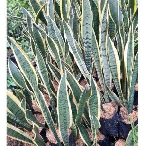Yellow Snake Plant / 黄虎尾兰 / Lidah Mertua Kuning / पीला साँप पौधा (Singapore: Sansevieria) – Air Purifying Low Maintenan