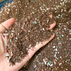 Super Soil Mix - túi 1-2kg đất hữu cơ trộn sẵn chuyên trồng sen đá xương rồng