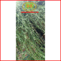 Cây cúc tần ấn độ dài decor quán cà phê, ban công cực đẹp, có tặng kèm phân bón cây Minh Hân Garden. 