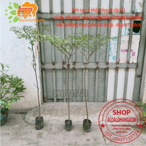 [HCM]cây bàng đài loan cao từ 70-90 cm ( combo 3 cây )