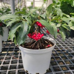 ต้นลูกปัดมหาเฮง ต้นมหาเฮง​ ต้นตาเป็ดตาไก่​ Christmas Berry Coral Berry