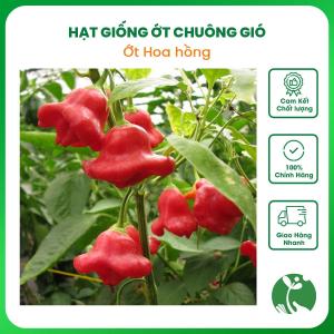 Hạt giống Ớt hoa hồng (Chuông gió) - Gói khoảng 100 hạt - Tỷ lệ nảy mầm >80% - Nội địa Trung