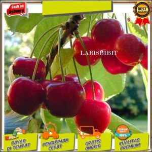Limited Bibit cherry vietnam hasil stek batang/ cangkok siap berbuah