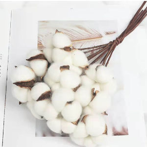 ECER 1TANGKAI Cotton Dried Flower / Bunga Kapas Preserved flower A010 - White