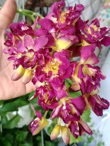 Denro hoa hồng đỏ