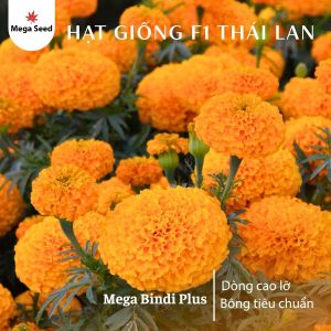 Hạt Giống Hoa Vạn Thọ Chất Lượng F1 Nhập Khẩu Mega Seed Bindi Plus. Bông Màu Cam Đỏ Cổ Lùn gói 20 hạt