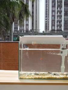 Fish tank filter three-in-one filter pump aeration filtration circulation system with filter top filter aquarium accessories