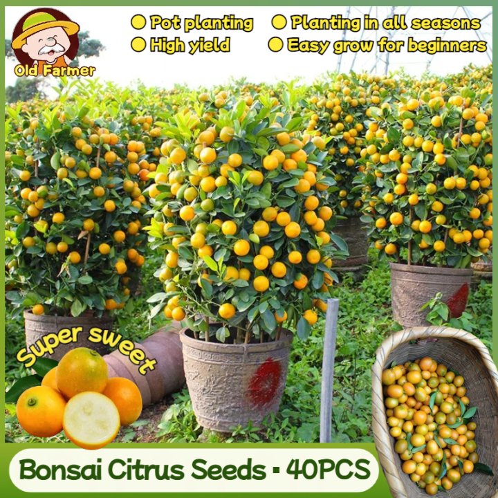 100% Original Bonsai Citrus Seeds Kumquat Fruit Seeds for Planting Fruit  Plants (Fresh Seeds 40pcs) Legit Citrus Tree Plant Seeds Balcony Potting  Citrus Seedlings Dwarf Fruit Bearing Trees Seed Indoor Plants Kumquat