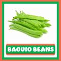 BAGUIO BEANS/ SEEDS/VEGETABLE SEEDS. 