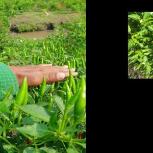 สูตรฉีดใบ 1 ลิตร ผสม 1000 ลิตร น้ำหมักสูตรลับ ผกไม่จกตา สูตรเย็น ใช้ได้กับทุกพืชผัก พริก มะเขือ แตง ถั่ว มะละกอ ไม้ดอก ไม้ผล ผลไม้ พืชหัว ผักใบ ขนาด 1 ลิตร 1000cc ผสมน้ำได้ 1000 ลิตร