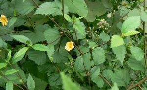 Daun Sidaguri Segar / Obat Herbal Daun Sidaguri Segar Alami