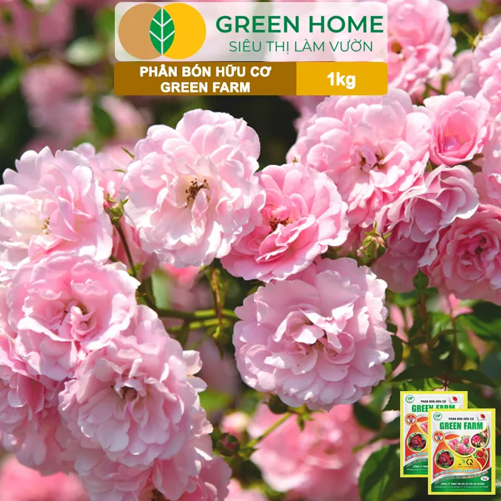 Ph%C3%A2n%20B%C3%B3n%20H%E1%BB%AFu%20C%C6%A1%20Green%20Farm,%20GreenHome,%20G%C3%B3i%201kg,%20Chuy%C3%AAn%20D%C3%B9ng%20Cho%20C%C3%A2y%20C%E1%BA%A3nh,%20Hoa%20H%E1%BB%93ng%20-%20Image%205